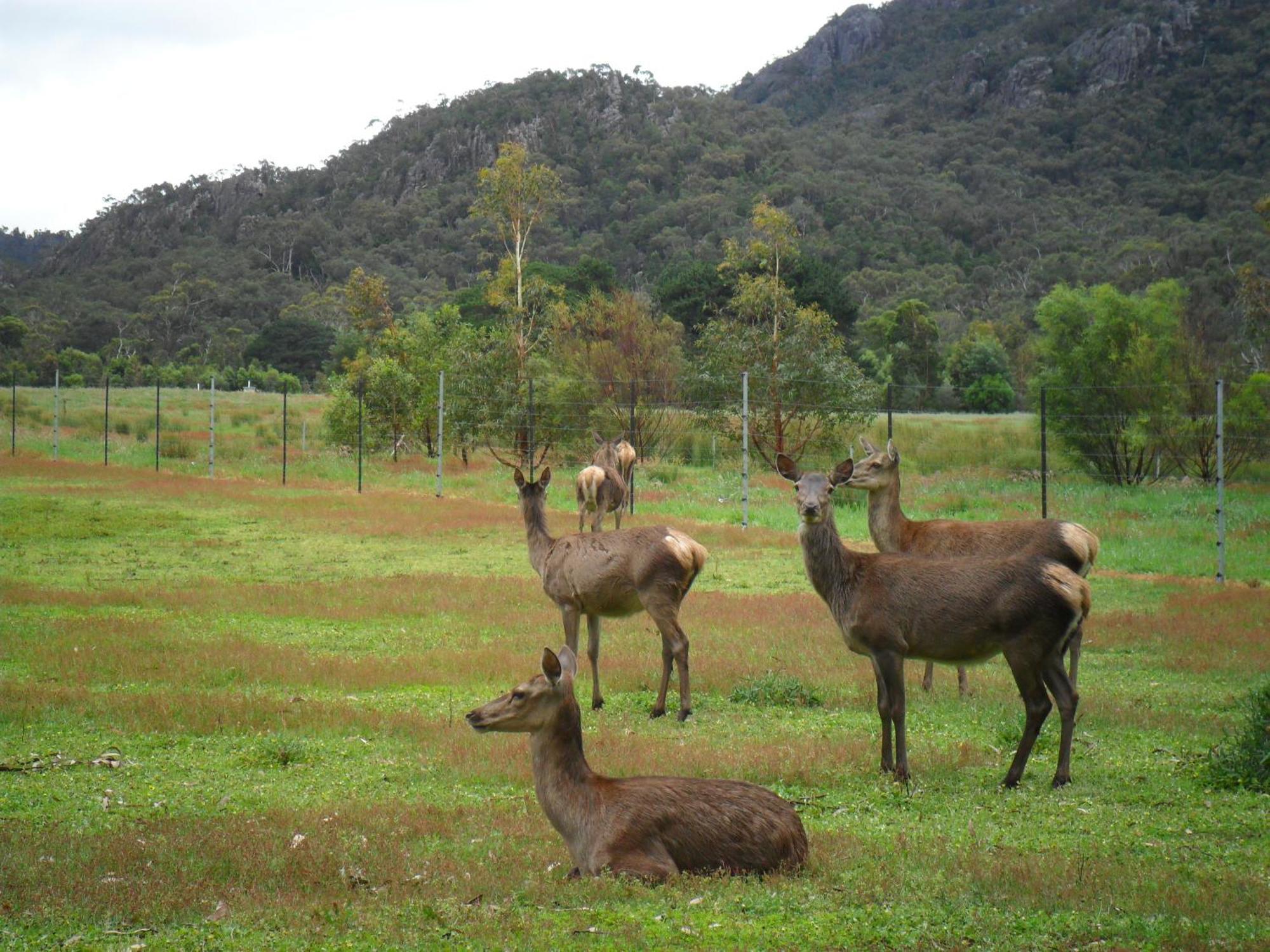 Grampians Chalets Halls Gap Esterno foto