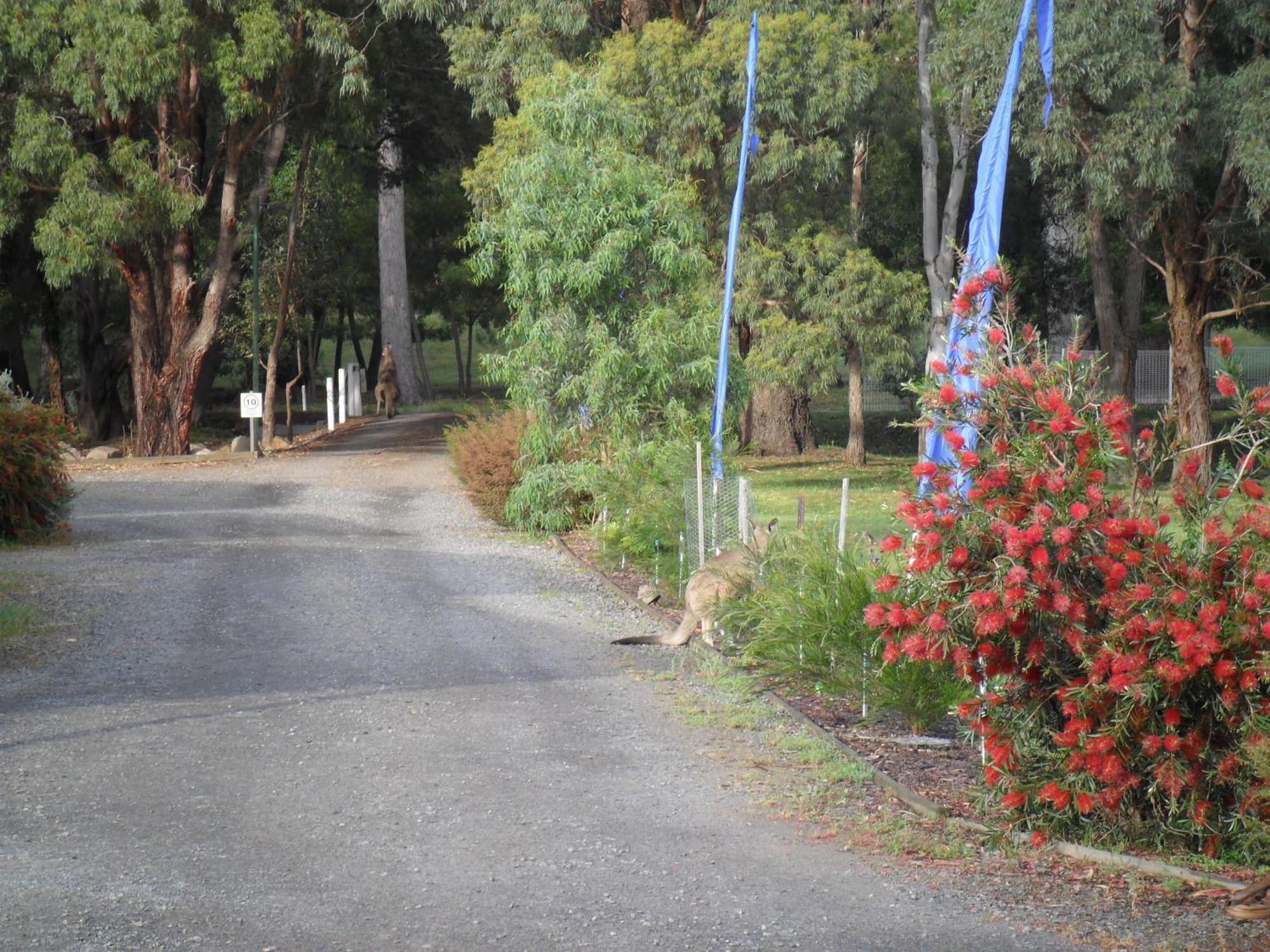 Grampians Chalets Halls Gap Esterno foto