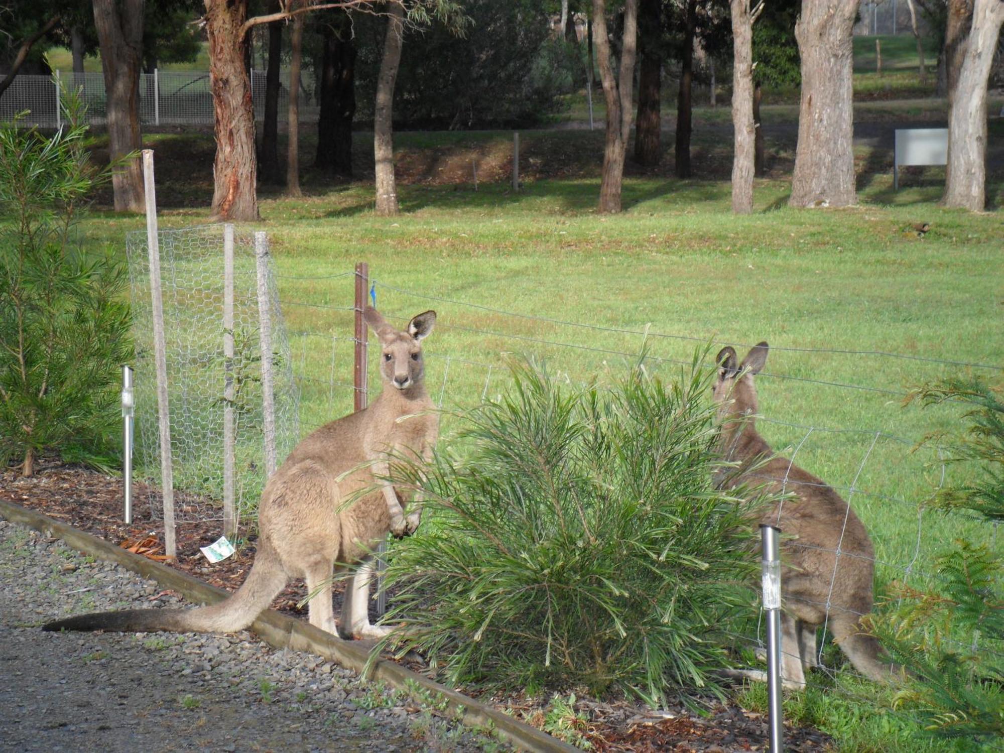 Grampians Chalets Halls Gap Esterno foto