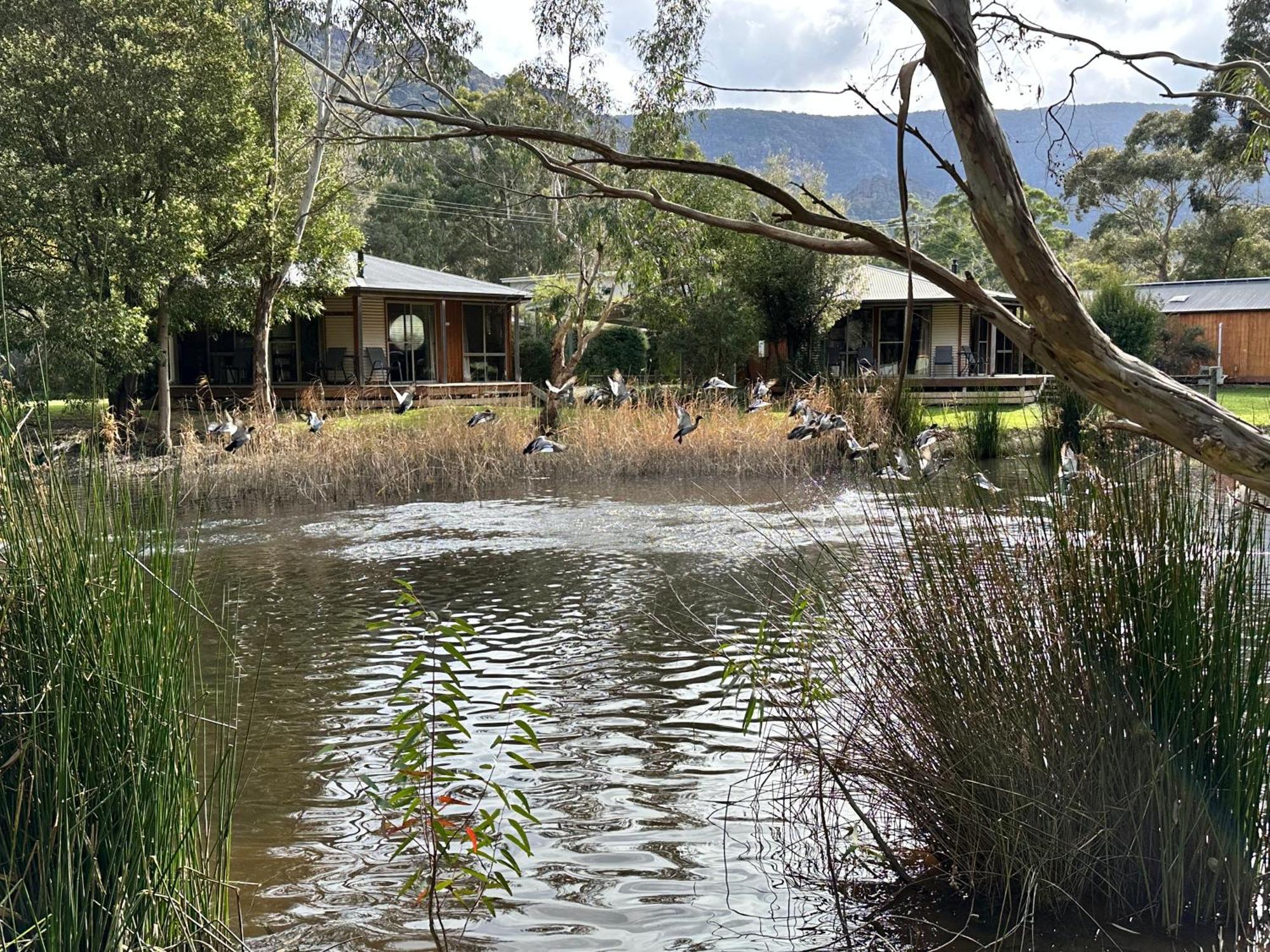 Grampians Chalets Halls Gap Esterno foto